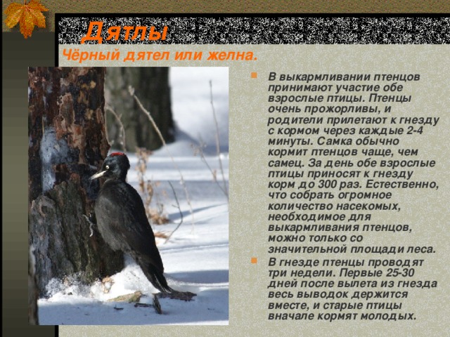  Дятлы  Чёрный дятел или желна. В выкармливании птенцов принимают участие обе взрослые птицы. Птенцы очень прожорливы, и родители прилетают к гнезду с кормом через каждые 2-4 минуты. Самка обычно кормит птенцов чаще, чем самец. За день обе взрослые птицы приносят к гнезду корм до 300 раз. Естественно, что собрать огромное количество насекомых, необходимое для выкармливания птенцов, можно только со значительной площади леса. В гнезде птенцы проводят три недели. Первые 25-30 дней после вылета из гнезда весь выводок держится вместе, и старые птицы вначале кормят молодых.  