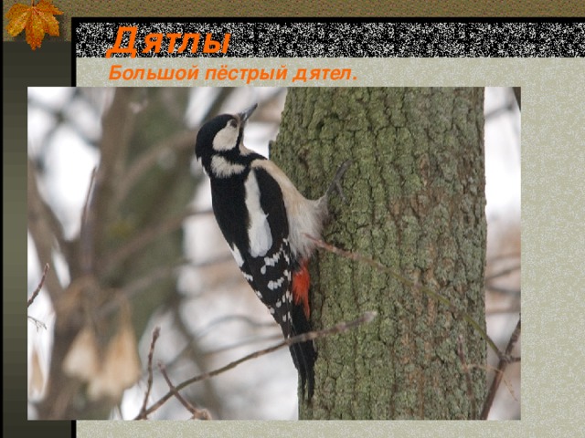 Дятлы   Большой пёстрый дятел. 