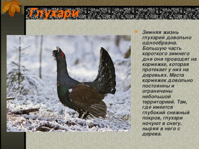 Глухари Зимняя жизнь глухарей довольно однообразна. Большую часть короткого зимнего дня они проводят на кормежке, которая протекает у них на деревьях. Места кормежек довольно постоянны и ограничены небольшой территорией. Там, где имеется глубокий снежный покров, глухари ночуют в снегу, ныряя в него с дерева. 