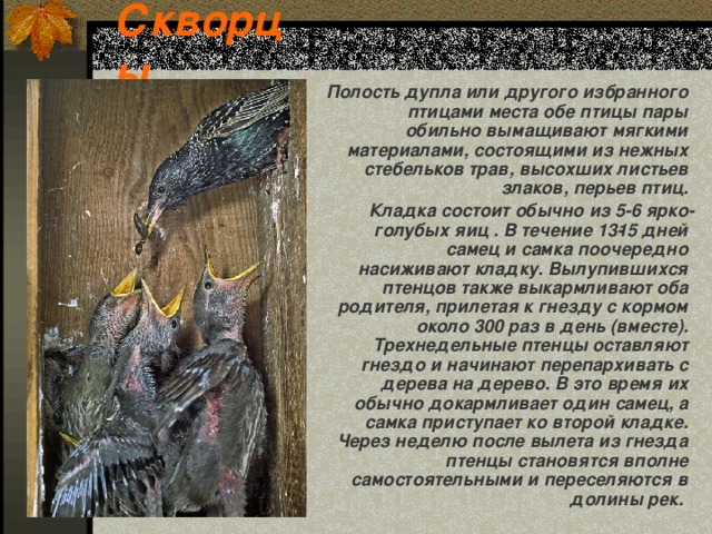 Скворцы  Полость дупла или другого избранного птицами места обе птицы пары обильно вымащивают мягкими материалами, состоящими из нежных стебельков трав, высохших листьев злаков, перьев птиц.  Кладка состоит обычно из 5-6 ярко­голубых яиц . В течение 13­15 дней самец и самка поочередно насиживают кладку. Вылупившихся птенцов также выкармливают оба родителя, прилетая к гнезду с кормом около 300 раз в день (вместе). Трехнедельные птенцы оставляют гнездо и начинают перепархивать с дерева на дерево. В это время их обычно докармливает один самец, а самка приступает ко второй кладке. Через неделю после вылета из гнезда птенцы становятся вполне самостоятельными и переселяются в долины рек. 