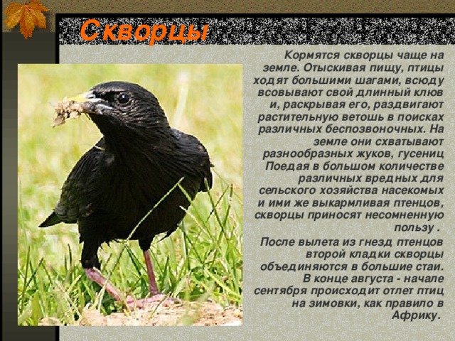 Скворцы  Кормятся скворцы чаще на земле. Отыскивая пищу, птицы ходят большими шагами, всюду всовывают свой длинный клюв и, раскрывая его, раздвигают растительную ветошь в поисках различных беспозвоночных. На земле они схватывают разнообразных жуков, гусениц Поедая в большом количестве различных вредных для сельского хозяйства насекомых и ими же выкармливая птенцов, скворцы приносят несомненную пользу .  После вылета из гнезд птенцов второй кладки скворцы объединяются в большие стаи. В конце августа - начале сентября происходит отлет птиц на зимовки, как правило в Африку. 
