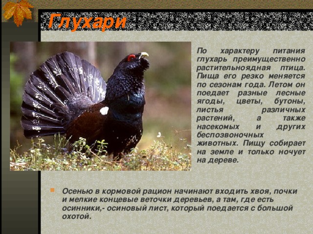 Глухари По характеру питания глухарь преимущественно растительноядная птица. Пища его резко меняется по сезонам года. Летом он поедает разные лесные ягоды, цветы, бутоны, листья различных растений, а также насекомых и других беспозвоночных животных. Пищу собирает на земле и только ночует на дереве. Осенью в кормовой рацион начинают входить хвоя, почки и мелкие концевые веточки деревьев, а там, где есть осинники,- осиновый лист, который поедается с большой охотой.  