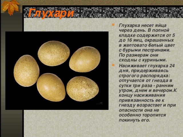 Глухари Глухарка несет яйца через день. В полной кладке содержится от 5 до 16 яиц, окрашенных в желтовато ­белый цвет с бурыми пестринами. По размерам они сходны с куриными. Насиживает глухарка 24 дня, придерживаясь строгого распорядка: отлучается от гнезда в сутки три раза - ранним утром, днем и вечером.К концу насиживания привязанность ее к гнезду возрастает и при опасности она не особенно торопится покинуть его.  
