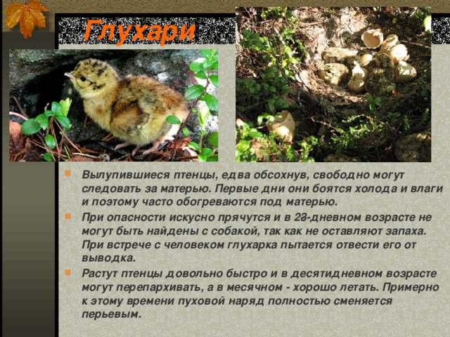 Глухари Вылупившиеся птенцы, едва обсохнув, свободно могут следовать за матерью. Первые дни они боятся холода и влаги и поэтому часто обогреваются под матерью. При опасности искусно прячутся и в 2­3-дневном возрасте не могут быть найдены с собакой, так как не оставляют запаха. При встрече с человеком глухарка пытается отвести его от выводка. Растут птенцы довольно быстро и в десятидневном возрасте могут перепархивать, а в месячном - хорошо летать. Примерно к этому времени пуховой наряд полностью сменяется перьевым. 