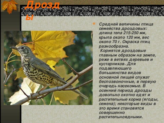 Дрозды С редней величины птица семейства дроздовых: длина тела 215-250 мм, крыла около 120 мм, вес около 70 г. Окраска птиц разнообразна.  Кормятся дроздовые главным образом на земле, реже в ветвях деревьев и кустарников. Для подавляющего большинства видов основной пищей служат беспозвоночные, в первую очередь насекомые. В осенний период дрозды довольно охотно едят и растительные корма (ягоды, семена); некоторые виды в это время становятся совершенно растительноядными.  