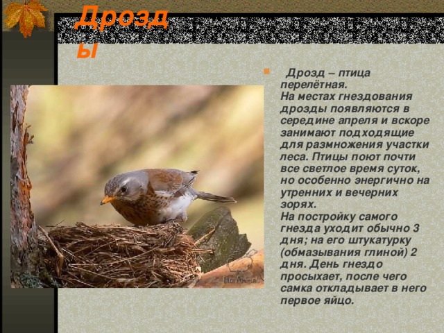 Дрозды  Дрозд – птица перелётная.  На местах гнездования дрозды появляются в середине апреля и вскоре занимают подходящие для размножения участки леса. Птицы поют почти все светлое время суток, но особенно энергично на утренних и вечерних зорях.  На постройку самого гнезда уходит обычно 3 дня; на его штукатурку (обмазывания глиной) 2 дня. День гнездо просыхает, после чего самка откладывает в него первое яйцо.  