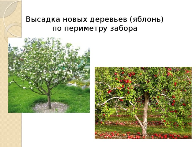 Высадка новых деревьев (яблонь) по периметру забора