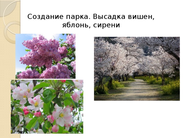Создание парка. Высадка вишен, яблонь, сирени