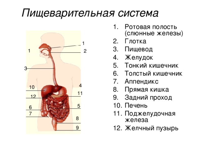 Пищеварительная система Ротовая полость (слюнные железы) Глотка Пищевод Желудок Тонкий кишечник Толстый кишечник Аппендикс Прямая кишка Задний проход Печень Поджелудочная железа Желчный пузырь  