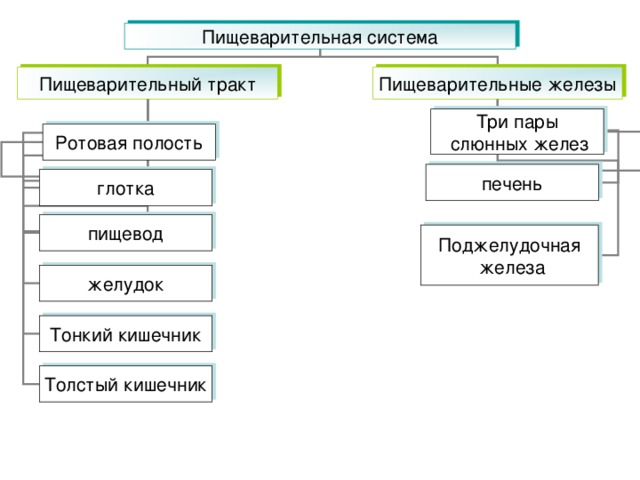 Пищеварительная система Пищеварительный тракт Пищеварительные железы Три пары  слюнных желез Ротовая полость печень глотка пищевод Поджелудочная  железа желудок Тонкий кишечник Толстый кишечник 