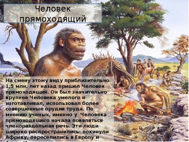 Человек прямоходящий На смену этому виду приблизительно 1,5 млн. лет назад пришел Человек прямоходящий. Он был значительно крупнее Человека умелого и изготавливал, использовал более совершенные орудия труда. По мнению ученых, именно у Человека прямоходящего начала появляться членораздельная речь. Эти люди широко распространились: покинули Африку, переселились в Европу и Азию. Именно они дали начало третьему виду людей - Человеку разумному (Homo Sapiens). 