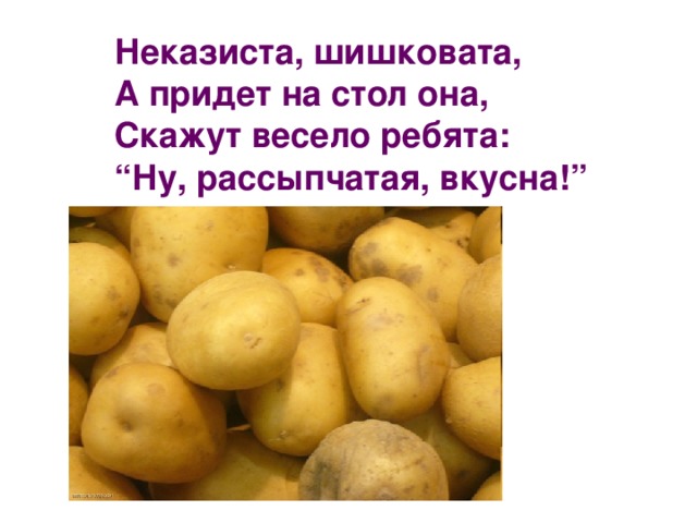 Неказиста шишковата а придет на стол она скажут весело