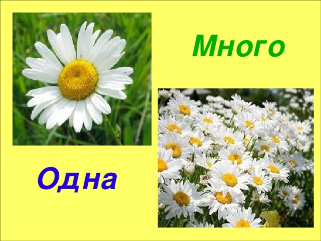 Много Одна 