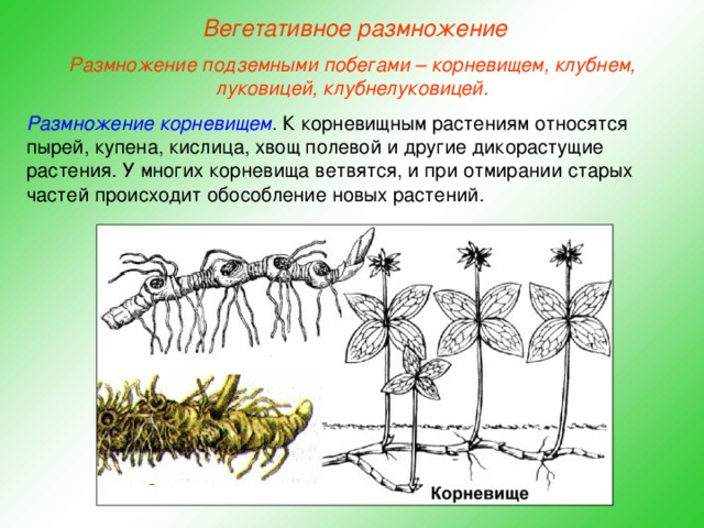 Методы размножения растений в домашних условиях