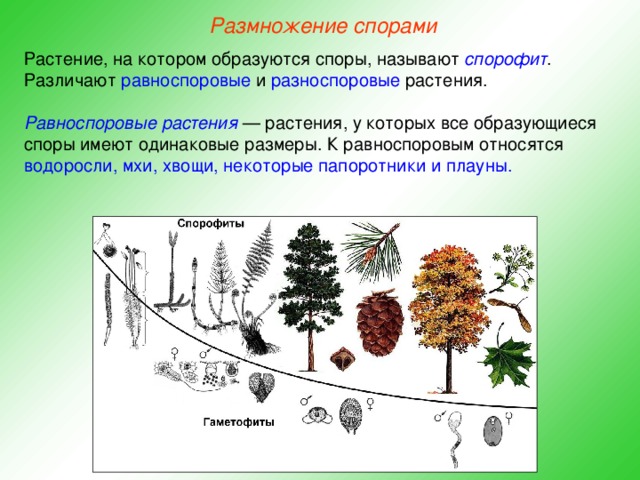 Определите по рисунку отдел и класс к которым относят изображенное растение какие признаки