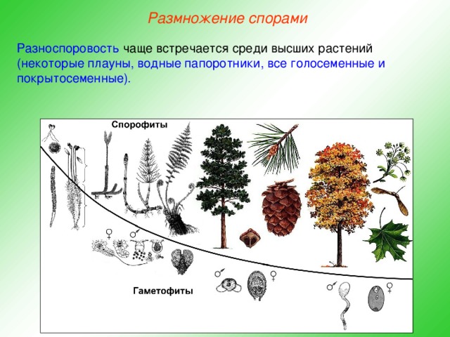 Схема вегетативного размножения