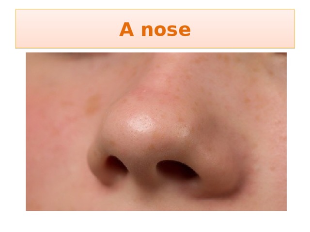 A nose 