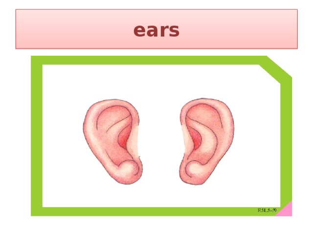 ears 