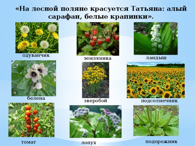 «На лесной поляне красуется Татьяна: алый сарафан, белые крапинки». одуванчик ландыш земляника белена подсолнечник зверобой подорожник томат лопух