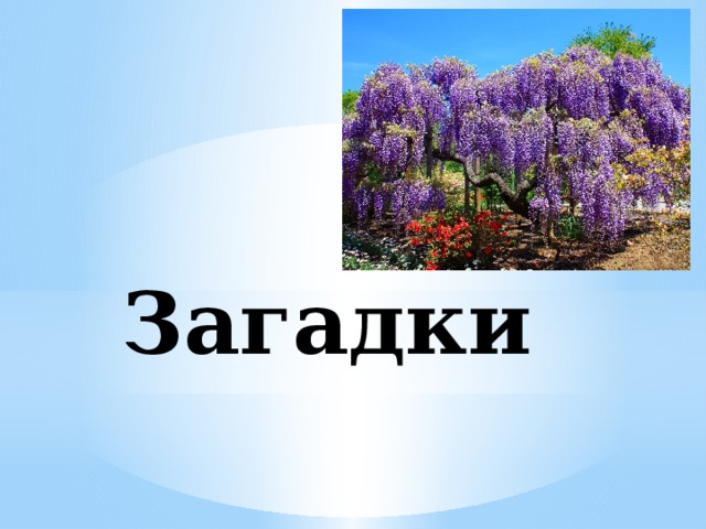 Загадки