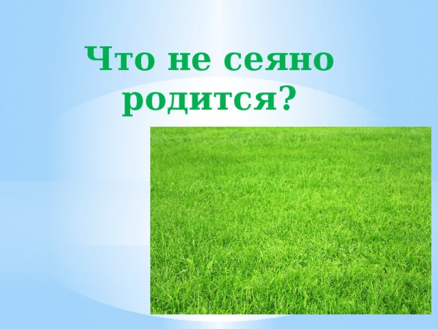 Что не сеяно родится?