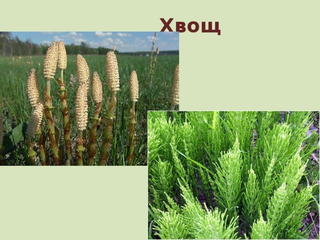 Хвощ