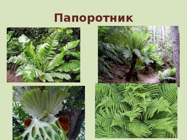 Папоротник