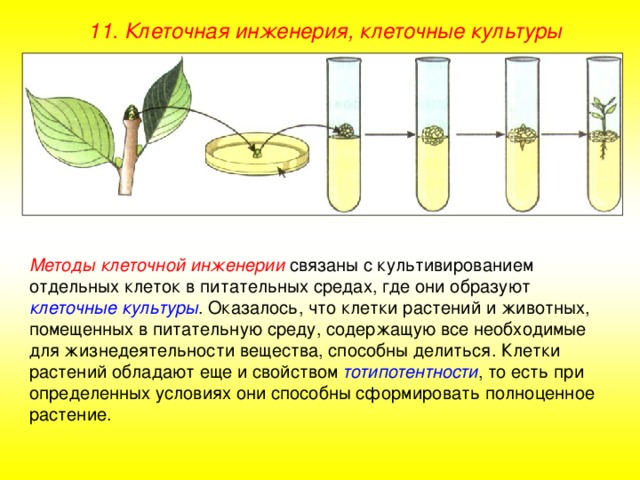 11. Клеточная инженерия, клеточные культуры Методы клеточной инженерии связаны с культивированием отдельных клеток в питательных средах, где они образуют клеточные культуры . Оказалось, что клетки растений и животных, помещенных в питательную среду, содержащую все необходимые для жизнедеятельности вещества, способны делиться. Клетки растений обладают еще и свойством тотипотентности , то есть при определенных условиях они способны сформировать полноценное растение. 