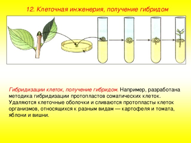 12. Клеточная инженерия, получение гибридом Гибридизации клеток, получение гибридом. Например, разработана методика гибридизации протопластов соматических клеток. Удаляются клеточные оболочки и сливаются протопласты клеток организмов, относящихся к разным видам — картофеля и томата, яблони и вишни. 