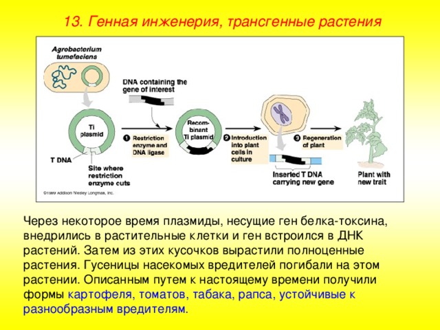 13. Генная инженерия, трансгенные растения Через некоторое время плазмиды, несущие ген белка-токсина, внедрились в растительные клетки и ген встроился в ДНК растений. Затем из этих кусочков вырастили полноценные растения. Гусеницы насекомых вредителей погибали на этом растении. Описанным путем к настоящему времени получили формы картофеля, томатов, табака, рапса, устойчивые к разнообразным вредителям. 