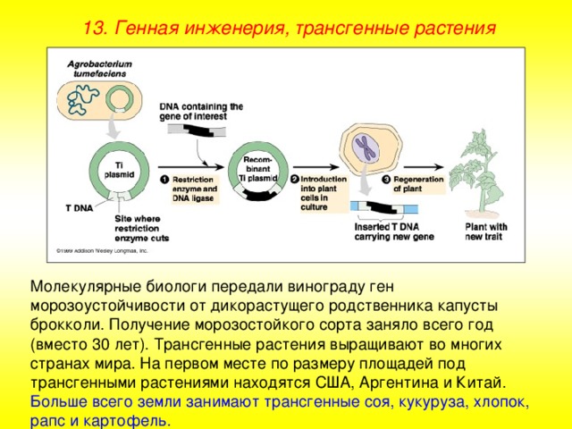 13. Генная инженерия, трансгенные растения Молекулярные биологи передали винограду ген морозоустойчивости от дикорастущего родственника капусты брокколи. Получение морозостойкого сорта заняло всего год (вместо 30 лет). Трансгенные растения выращивают во многих странах мира. На первом месте по размеру площадей под трансгенными растениями находятся США, Аргентина и Китай. Больше всего земли занимают трансгенные соя, кукуруза, хлопок, рапс и картофель. 