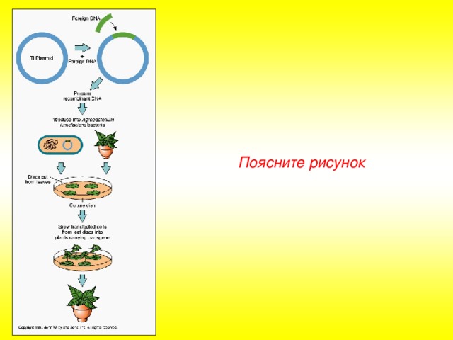 Поясните рисунок 