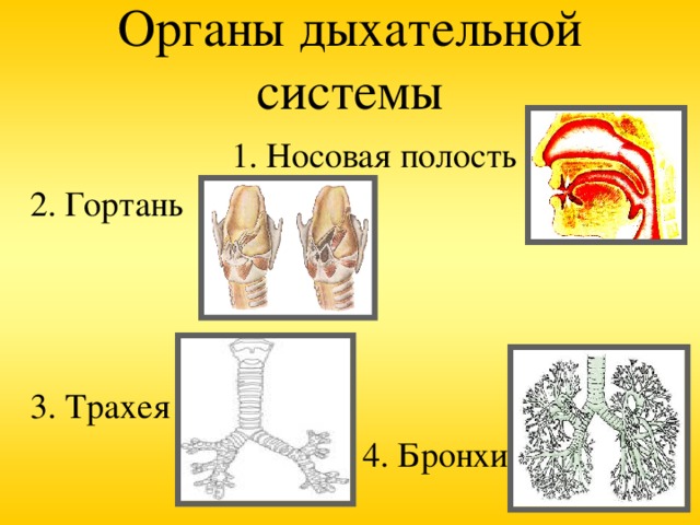 Органы дыхательной системы  1. Носовая полость 2. Гортань 3. Трахея  4. Бронхи