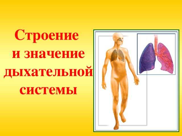 Строение  и значение дыхательной системы
