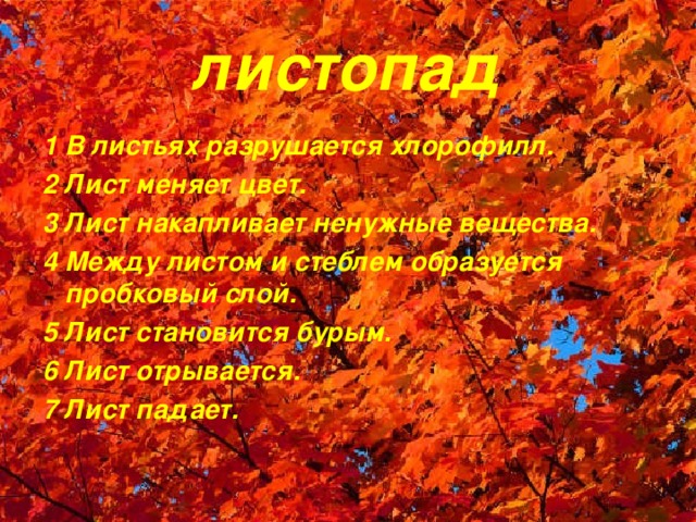 листопад 1 В листьях разрушается хлорофилл. 2 Лист меняет цвет. 3 Лист накапливает ненужные вещества. 4 Между листом и стеблем образуется пробковый слой. 5 Лист становится бурым. 6 Лист отрывается. 7 Лист падает.  
