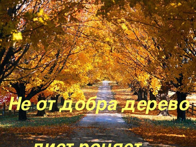 Не от добра дерево  лист роняет.  