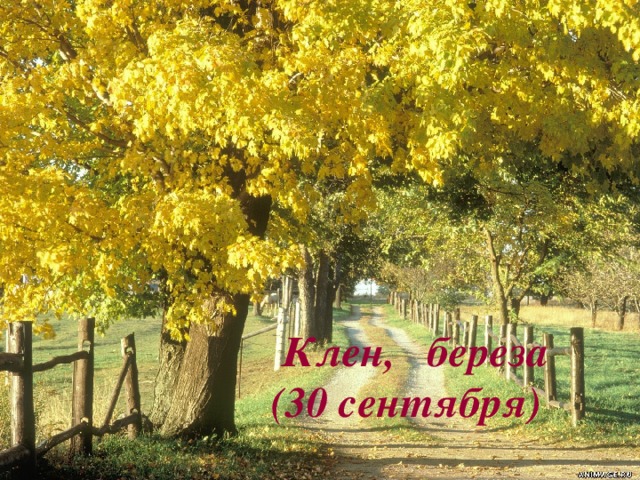  Клен, береза  (30 сентября)   