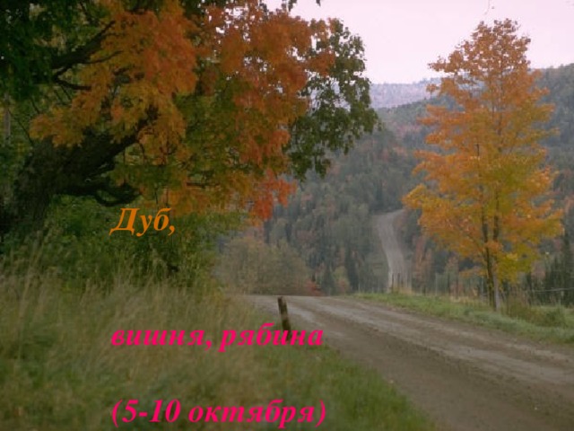 Дуб,   вишня, рябина    (5-10 октября)   