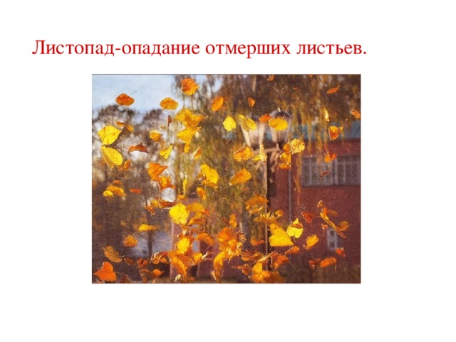 Листопад-опадание отмерших листьев. 