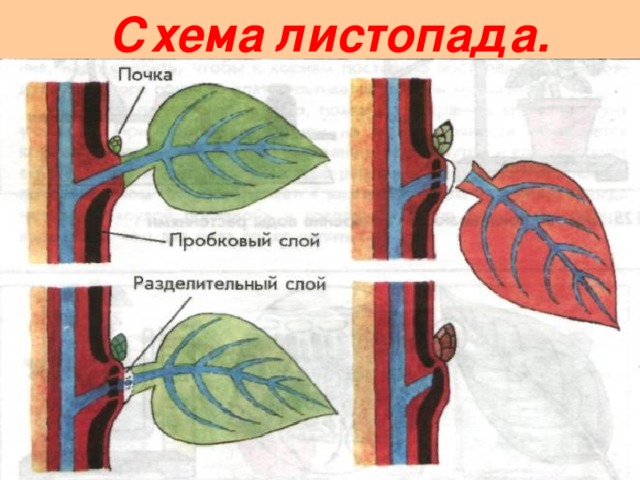 Схема листопада.  