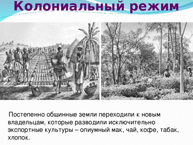 Колониальный режим    Постепенно общинные земли переходили к новым владельцам, которые разводили исключительно экспортные культуры – опиумный мак, чай, кофе, табак, хлопок. 