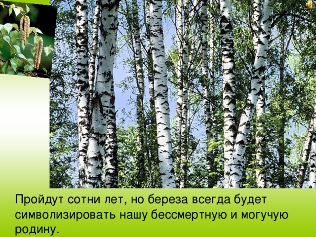  Пройдут сотни лет, но береза всегда будет символизировать нашу бессмертную и могучую родину. 