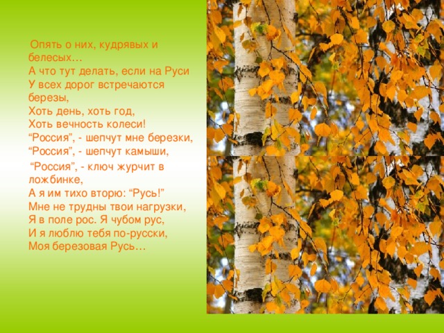  Опять о них, кудрявых и белесых…  А что тут делать, если на Руси  У всех дорог встречаются березы,  Хоть день, хоть год,  Хоть вечность колеси!  “Россия”, - шепчут мне березки,  “Россия”, - шепчут камыши, “ Россия”, - ключ журчит в ложбинке,  А я им тихо вторю: “Русь!”  Мне не трудны твои нагрузки,  Я в поле рос. Я чубом рус,  И я люблю тебя по-русски,  Моя березовая Русь… 