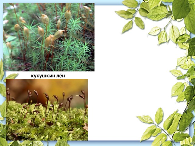кукушкин лён