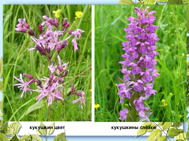 кукушкины слёзки кукушкин цвет
