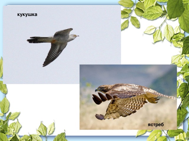 кукушка ястреб