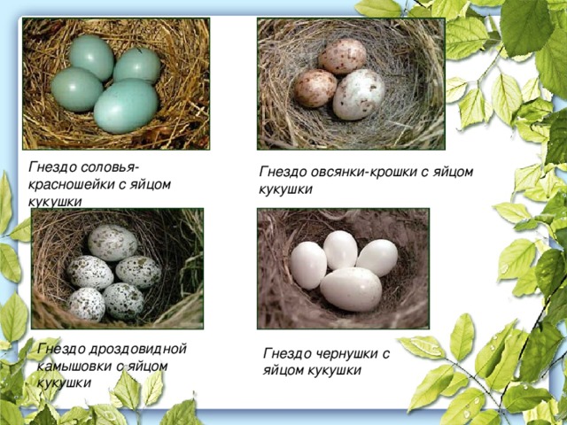 Гнездо соловья-красношейки с яйцом кукушки Гнездо овсянки-крошки с яйцом кукушки Гнездо дроздовидной камышовки с яйцом кукушки Гнездо чернушки с яйцом кукушки