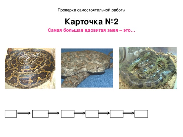 Проверка самостоятельной работы Карточка №2 Самая большая ядовитая змея – это…  Гюрза - 88 Анаконда - 82 Тигровый питон-87 * 2 -2,6 +1,2 *10 -5,2 12,8 6,4 7,6 8,8 9 =88 Ответ: Гюрза  