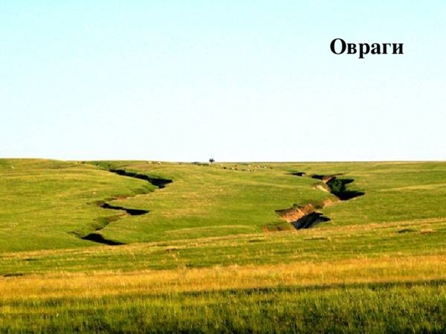 Овраги 