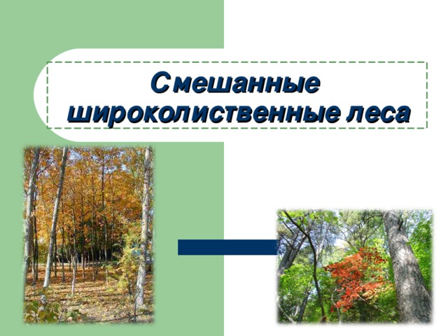 Смешанные  широколиственные леса 